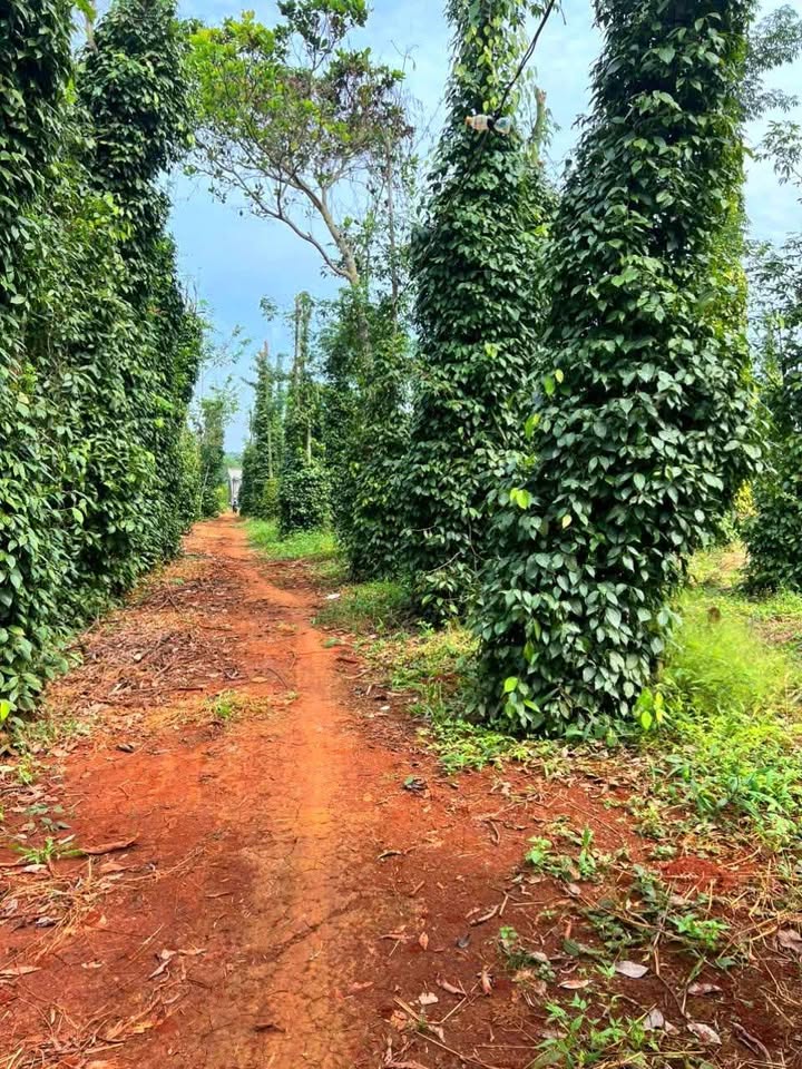 Đất nền Bàu Lâm, Xuyên Mộc 3600m² giá 550 triệu - Sẵn vườn tiêu, bán nhanh!