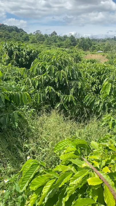 Đất nền Tân Hà Lâm Đồng 7200m² giá chỉ 1.2 tỷ - Sổ đỏ chính chủ, vị trí đẹp!