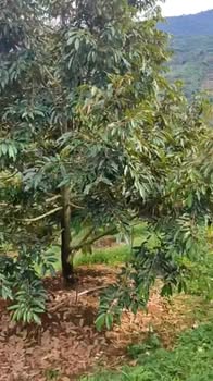 Đất nông nghiệp Hà Lâm 1,7ha giá chỉ 5,4 tỷ - Đầu tư sinh lời ngay!