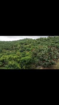 Đất vườn cà phê 10.000m² Đam Rông giá chỉ 1.55 tỷ - Tiềm năng kinh doanh lớn!