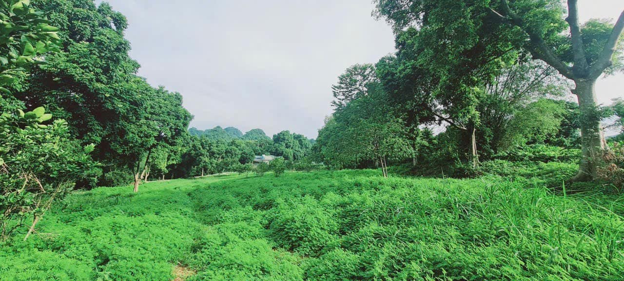 Đất thổ cư 4800m² xã Liên Sơn, huyện Lương Sơn - Giá chỉ 4.8 tỷ, view thoáng mát!