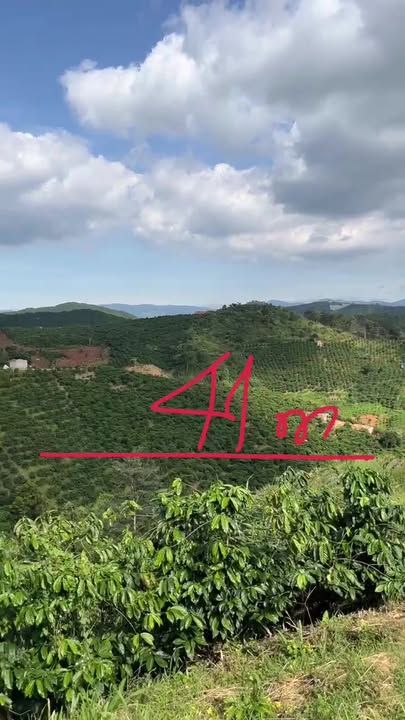 Đất trồng cà phê 12.791m² tại Đạ Đờn, Lâm Hà giá chỉ 2.35 tỷ - Sổ hồng chính chủ!