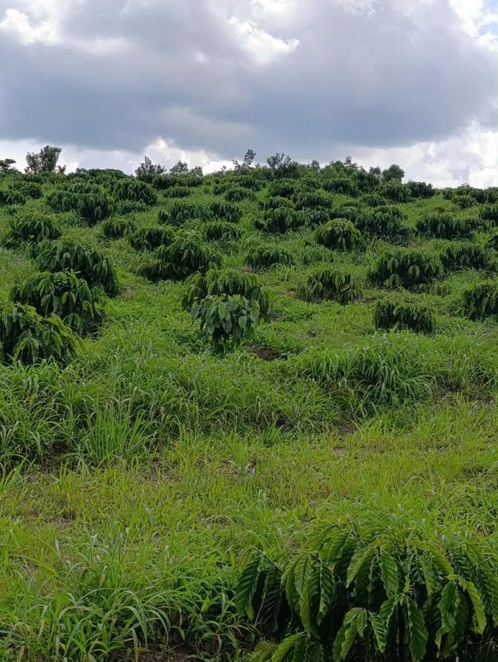 Đất Tân Văn Lâm Hà 12000m² giá 1.26 tỷ - Đầu tư sinh lời ngay!