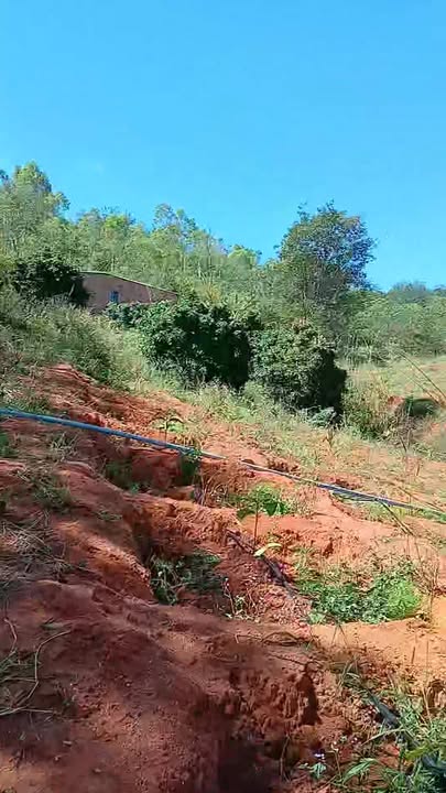 Farm cà phê Đắk Long Đắk Hà 2,6ha giá 2 tỷ - Cơ hội đầu tư hấp dẫn!