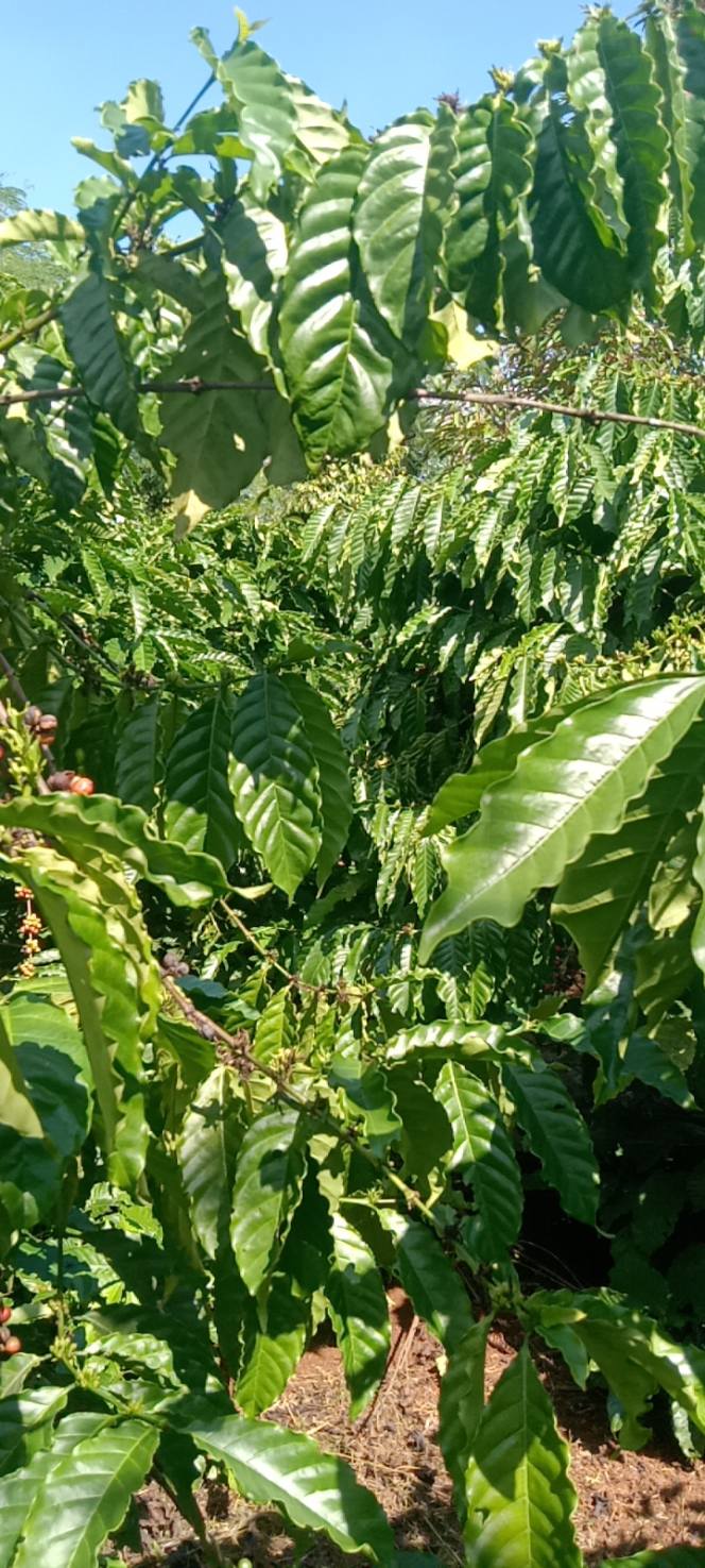 Đất nền 7 sào xã Ea Nuôl, Đắk Lắk - Sổ đỏ chính chủ, giá 1.82 tỷ