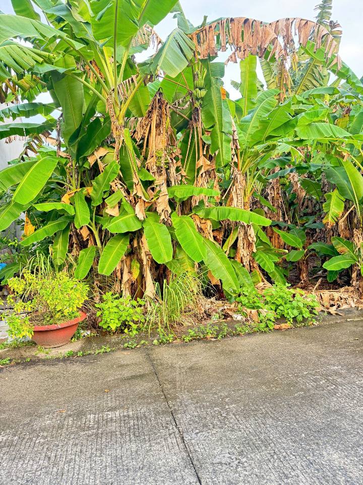 Cặp nền đất KDC Licogi Cà Mau 66m² giá chỉ 9xx triệu - Cơ hội đầu tư tuyệt vời!