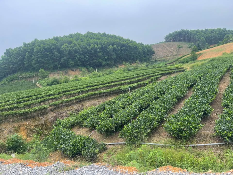 Đất thổ cư 400m² tại xã Tức Tranh, huyện Phú Lương - Giá chỉ 2 tỷ, chính chủ bán gấp!