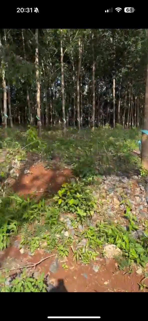 Farm 11ha cao su Ea Tir Đắk Lắk giá 3.899 tỷ - Thương lượng tốt!