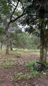 Farm 2ha1 Phú Văn giá 1.1 tỷ - Cơ hội đầu tư tuyệt vời!