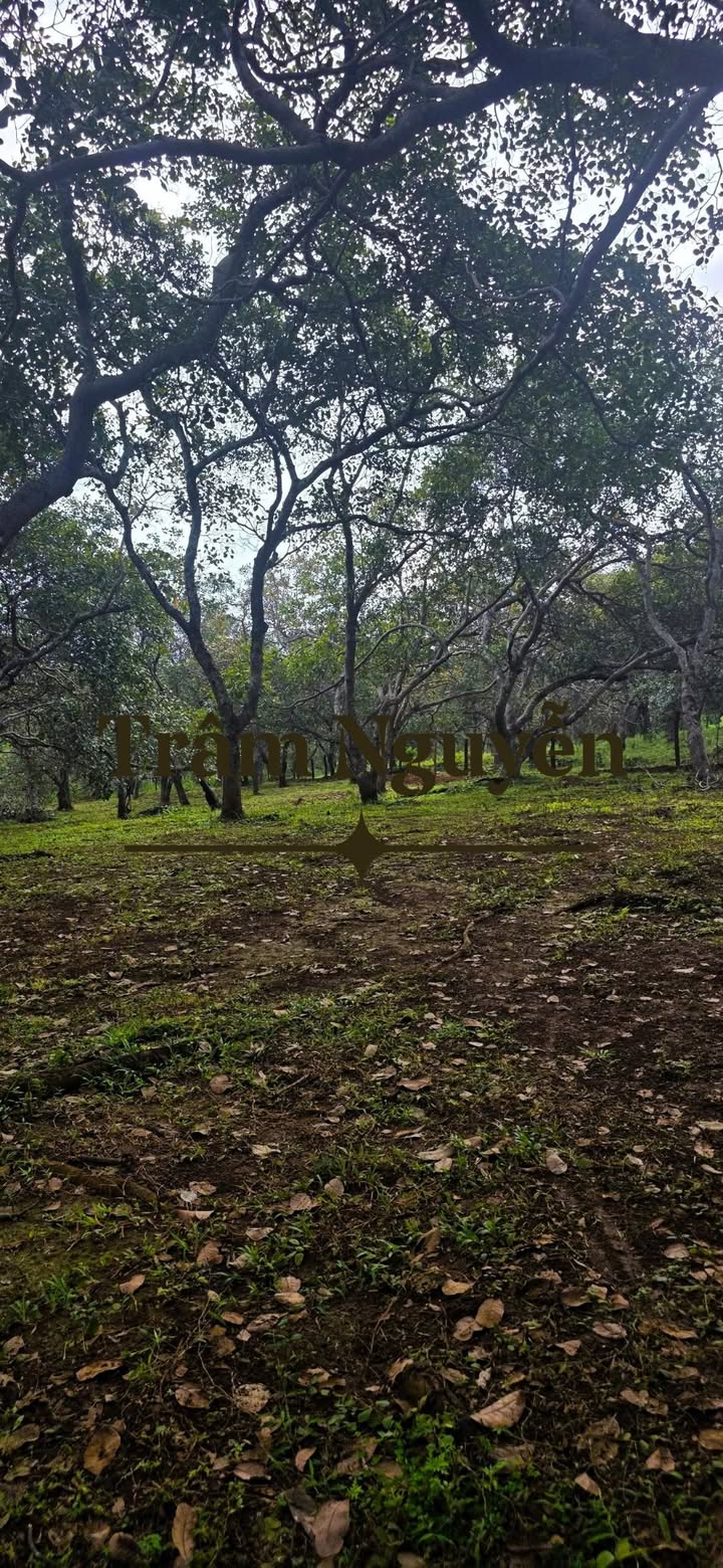 Đất nền Bù Đăng 22,000m² giá 2.5 tỷ - Mặt tiền đường lớn, thuận tiện đầu tư!