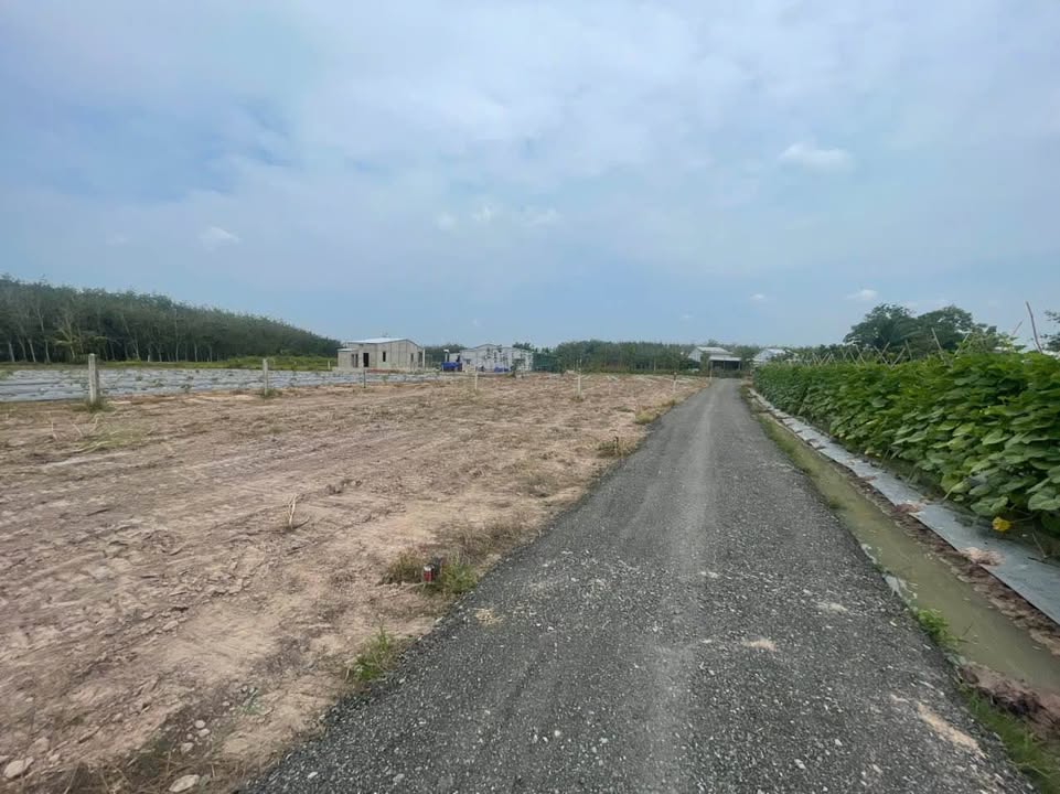 Đất thổ cư 110.5m² tại Ấp Rộc A, Gò Dầu, Tây Ninh - Giá chỉ 260 triệu!