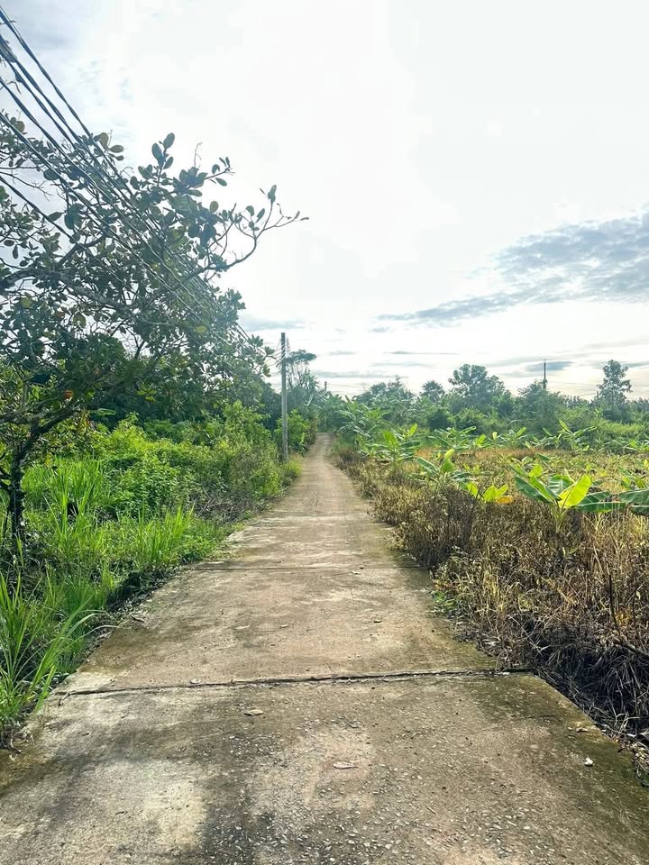 Đất nền Phú Hoà Định Quán 250m² giá thỏa thuận - Sổ hồng riêng chính chủ!