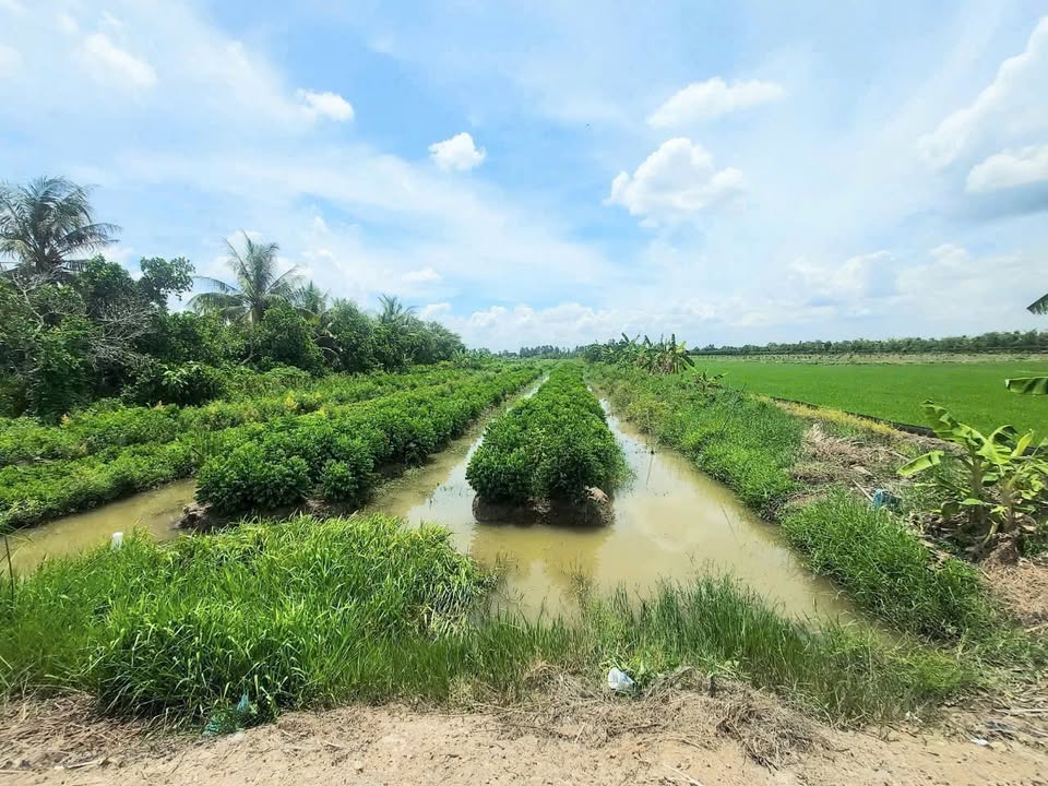 Đất nền mặt tiền lộ nhựa xã Mỹ Thuận, 1120m² giá chỉ 1.35 tỷ - Cơ hội đầu tư hấp dẫn!