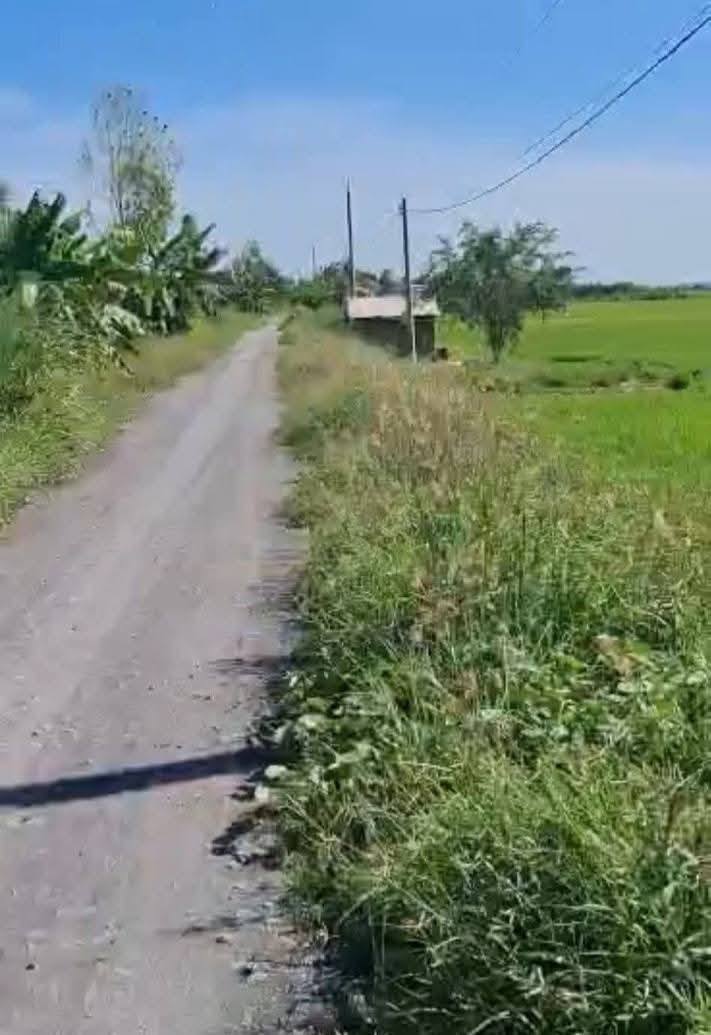 Bán Farm 115.000m² Vĩnh Bửu, Tân Hưng chỉ 1.84 tỷ - Đầu tư sinh lời ngay!