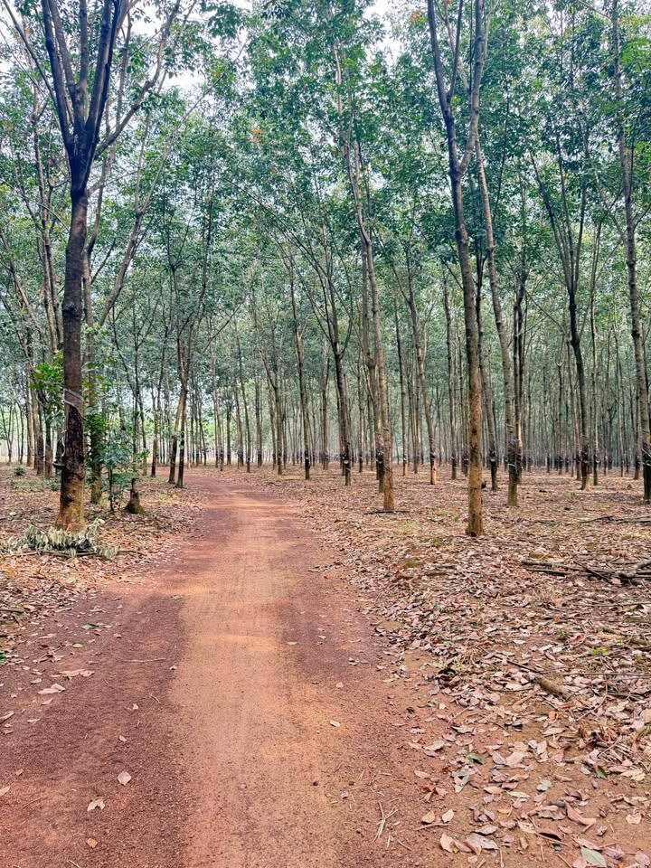 Đất Farm Tân Hoà Đồng Phú 34.000m² giá 9 tỷ - Mặt tiền ô tô, nguồn thu cao!
