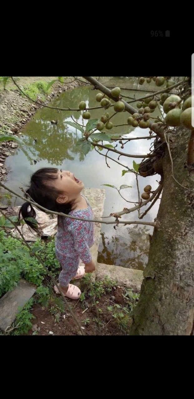 Đất lúa 3000m² Thái Hòa, Tân Uyên - Sổ đỏ đầy đủ, gần đường nhựa!