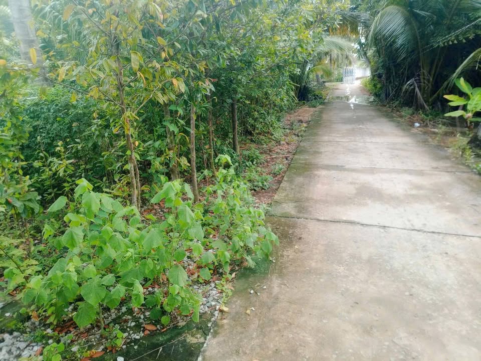 Đất vườn dừa Minh Đức Mỏ Cày Nam 6000m² - Giá chỉ 800 triệu có thương lượng!