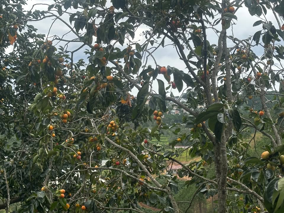 Đất nền Minh Thạnh, Chơn Thành 1000m² giá 100 triệu - Cơ hội đầu tư hấp dẫn!