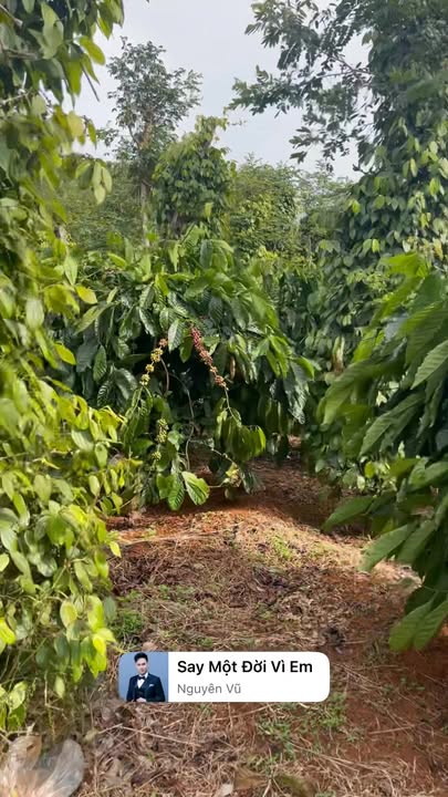 Đất nền Quảng Tâm Tuy Đức 21,000m² giá 2.8 tỷ - Đầu tư sinh lời lý tưởng!