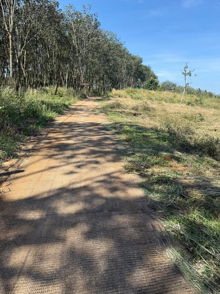 Đất nền Đắk Wer 1056m² giá chỉ 32 triệu/m² - Cơ hội đầu tư hiếm có!