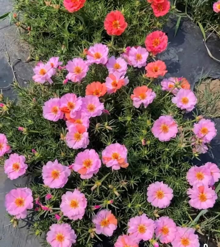 Nhà riêng Phường Tân Vạn, Biên Hòa 40m² giá 650 triệu - Đất sạch, chính chủ!