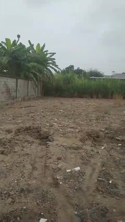 Đất trồng cây hàng năm 500m² tại Mỹ Lộc, Cần Giuộc - Giá chỉ 1.1 tỷ, sở hữu ngay!