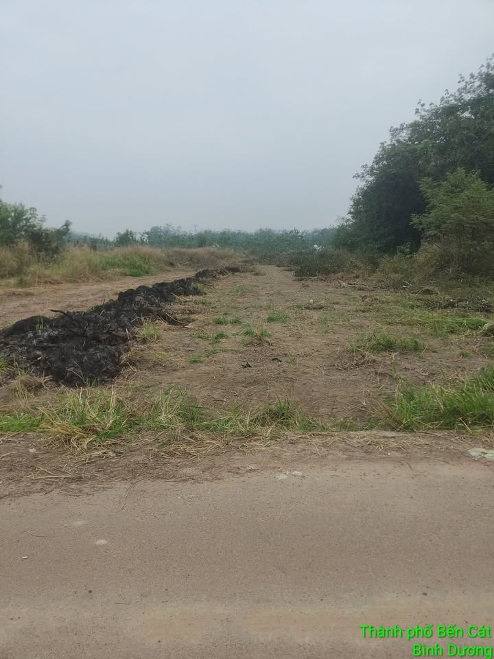 Đất thổ cư Bến Cát Bình Dương 1320m² giá 4.5 tỷ - Vị trí đẹp, thuận lợi đầu tư!