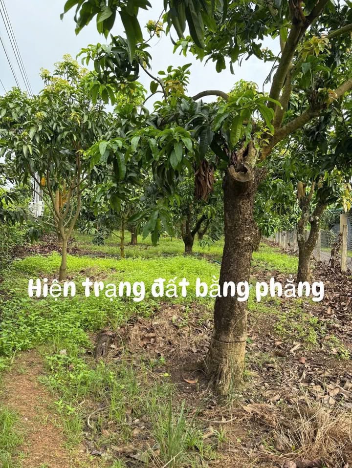 Đất nền La Ngà 2800m² giá chỉ 1.5 tỷ - Đầu tư sinh lời ngay!