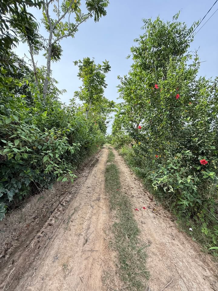 Đất nền Phú Ngọc Định Quán 1121m² giá 279 triệu - Cơ hội sở hữu ngay!