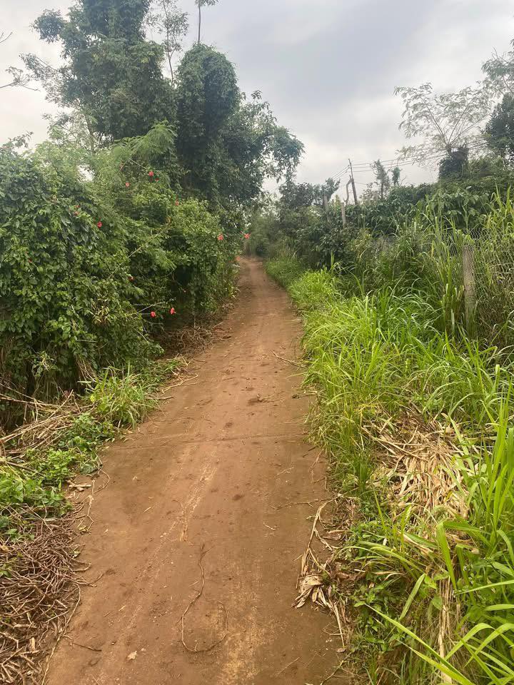 Đất nền Ea Puk, Krông Năng 4.800m² giá 1.35 tỷ - Sổ hồng chính chủ, mặt tiền đường lớn