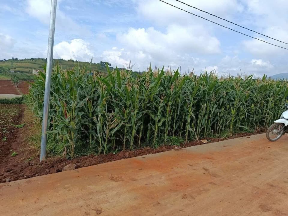 Đất Đạ Ròn Đơn Dương 1600m² giá 1.7 tỷ - Đường bê tông lớn, vị trí đẹp!