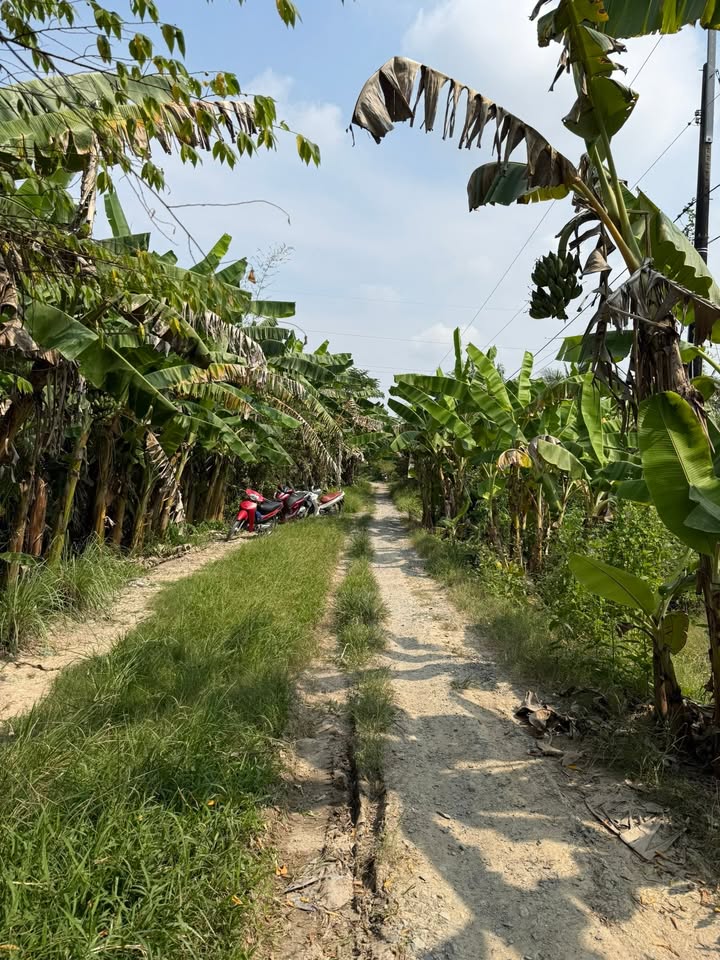 Đất Phước Hậu, Vĩnh Long 1.542m² - Giá chỉ 4.626 tỷ, Sổ đỏ chính chủ!