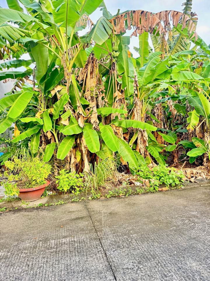 Đất nền KDC Licogi Cà Mau 66m² giá 940 triệu - Vị trí đẹp, tiềm năng tăng giá!