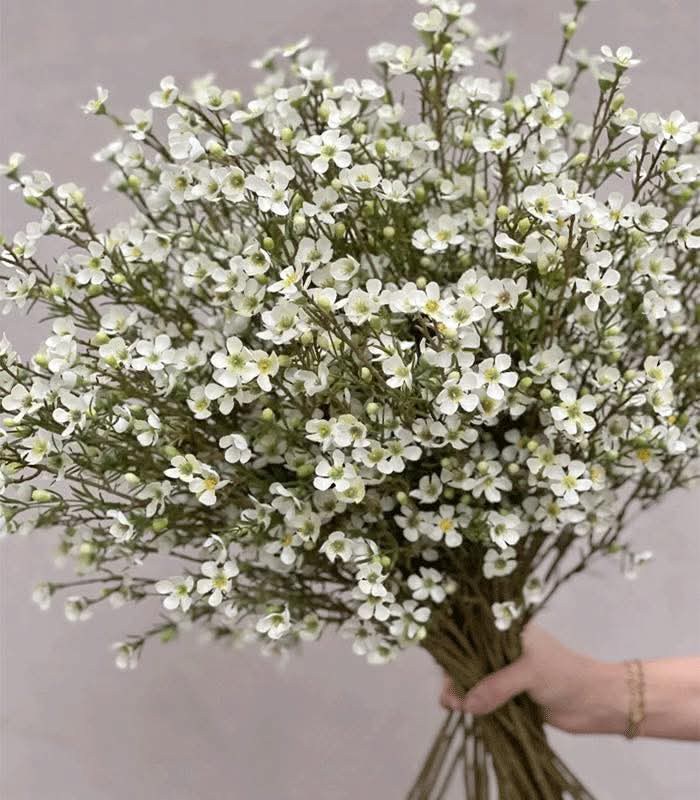 Đất nền thương mại Cư Pơng 250m² giá chỉ 135 triệu - Đối diện đại lý phân bón Thanh Thủy!