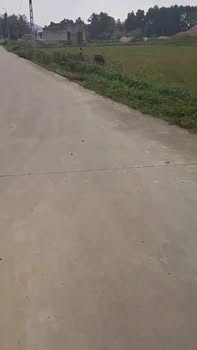 Đất nền chính chủ xã Quảng Văn, Quảng Xương 162.5m² - Giá thỏa thuận hấp dẫn!