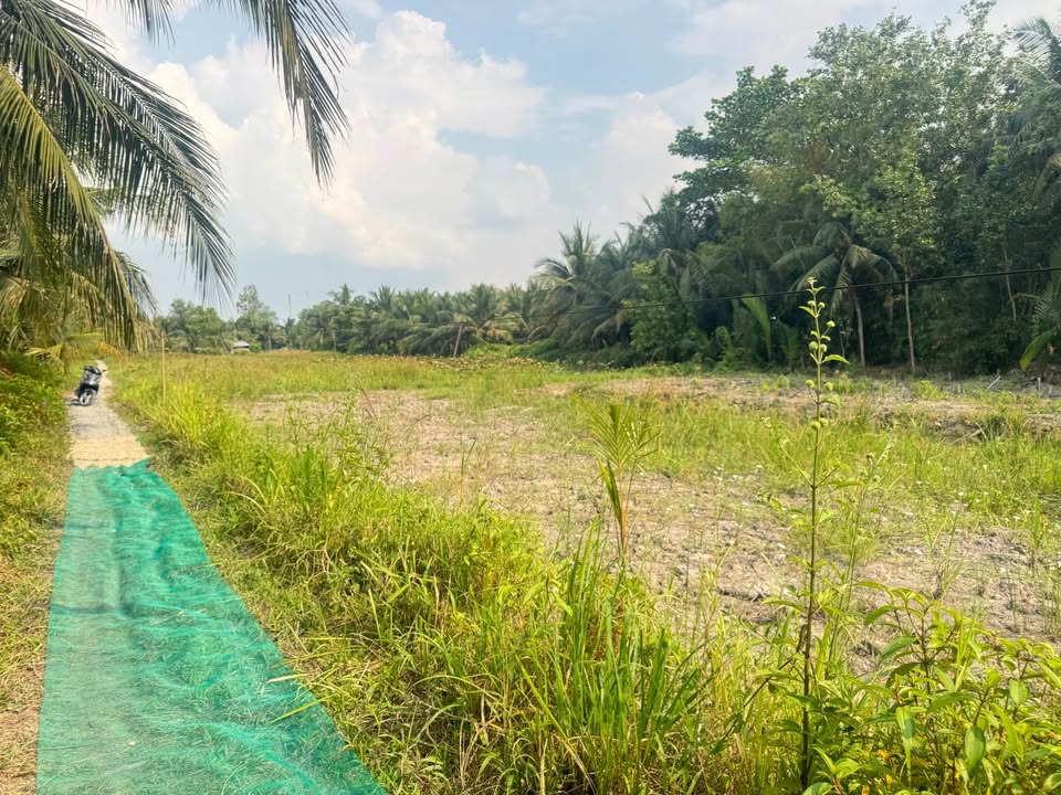 Đất nền Long Đức Trà Vinh 1285m² giá 800 triệu - Đầu tư sinh lời ngay!