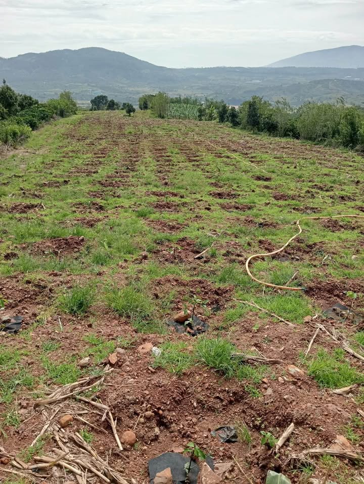 Đất nền Đan Phượng 18,000m² giá 2 tỷ - Sổ đỏ đầy đủ, mặt tiền đường bê-tông!