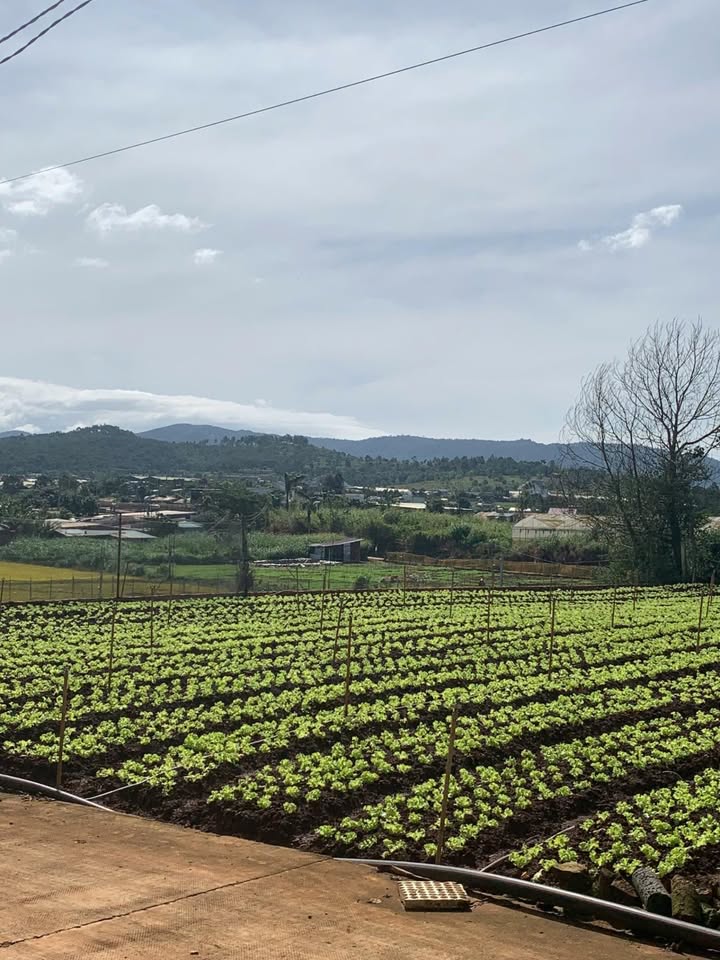 Đất nền Đơn Dương 648m² giá 1.55 tỷ - Đầu tư sinh lời ngay!