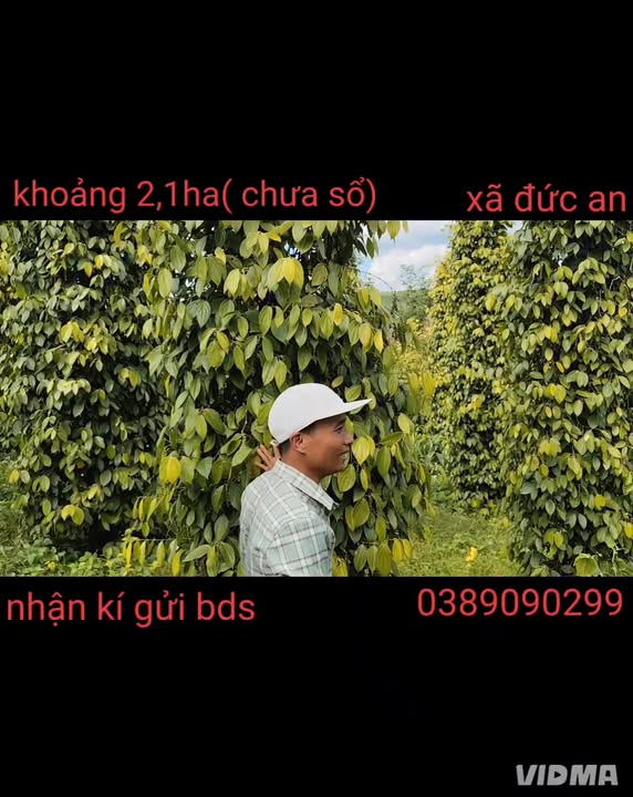 Đất nền Đức An Đắk Song 2,1ha giá 3,4 tỷ - Đầu tư sinh lời!