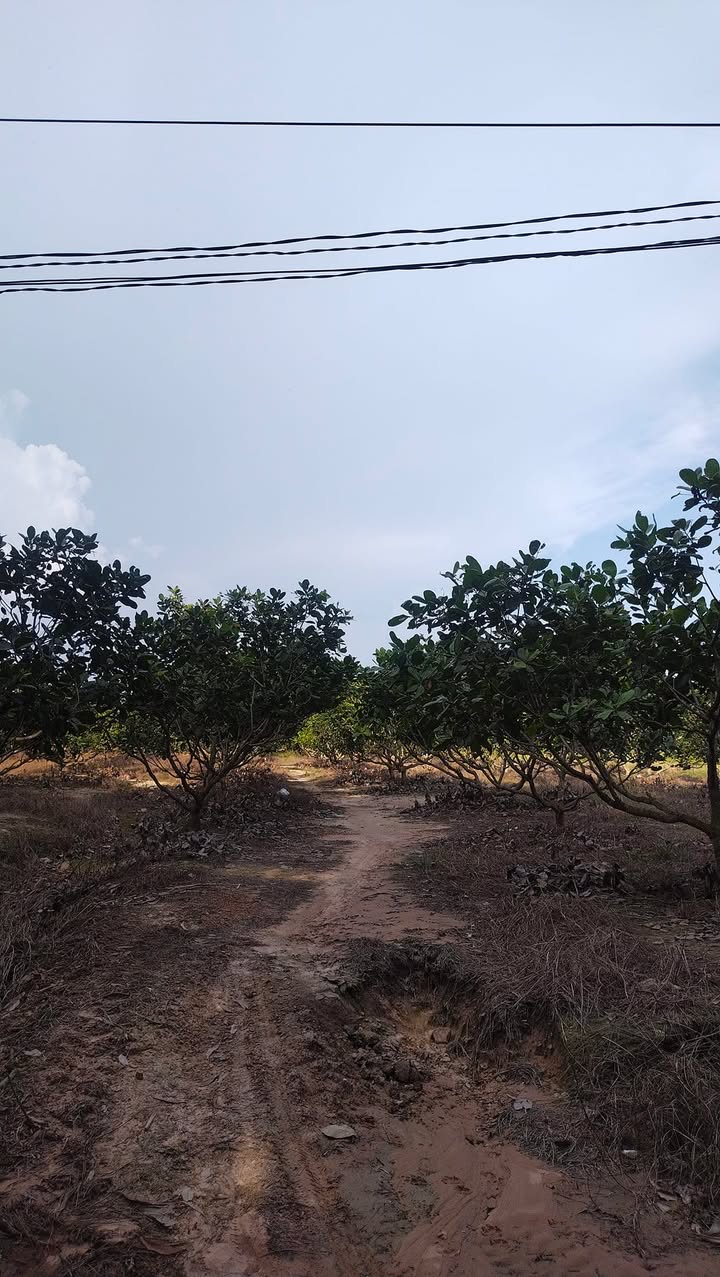 Đất vườn Suối Nho Định Quán 12000m² giá 1.44 tỷ - Cơ hội đầu tư tuyệt vời!