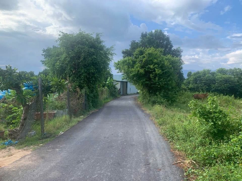 Đất nền 1600m² đường Bầu Xanh Phước Tuy 1 - Thích hợp làm nhà vườn, giá chỉ 7.875 tỷ!