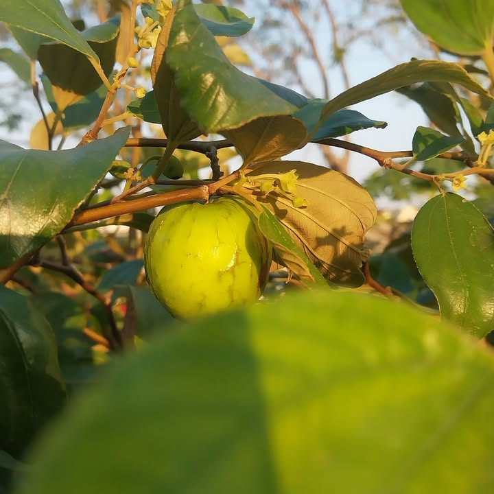 Đất nền Hoằng Kim 160m² giá thỏa thuận - Sổ đỏ chính chủ, vị trí đẹp!