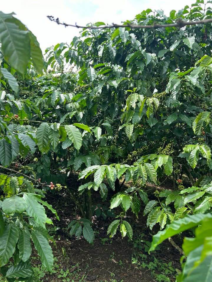 Đất nền Lộc Ngãi Bảo Lâm 1.2 sào cà phê + tiêu - Giá tốt chính chủ!