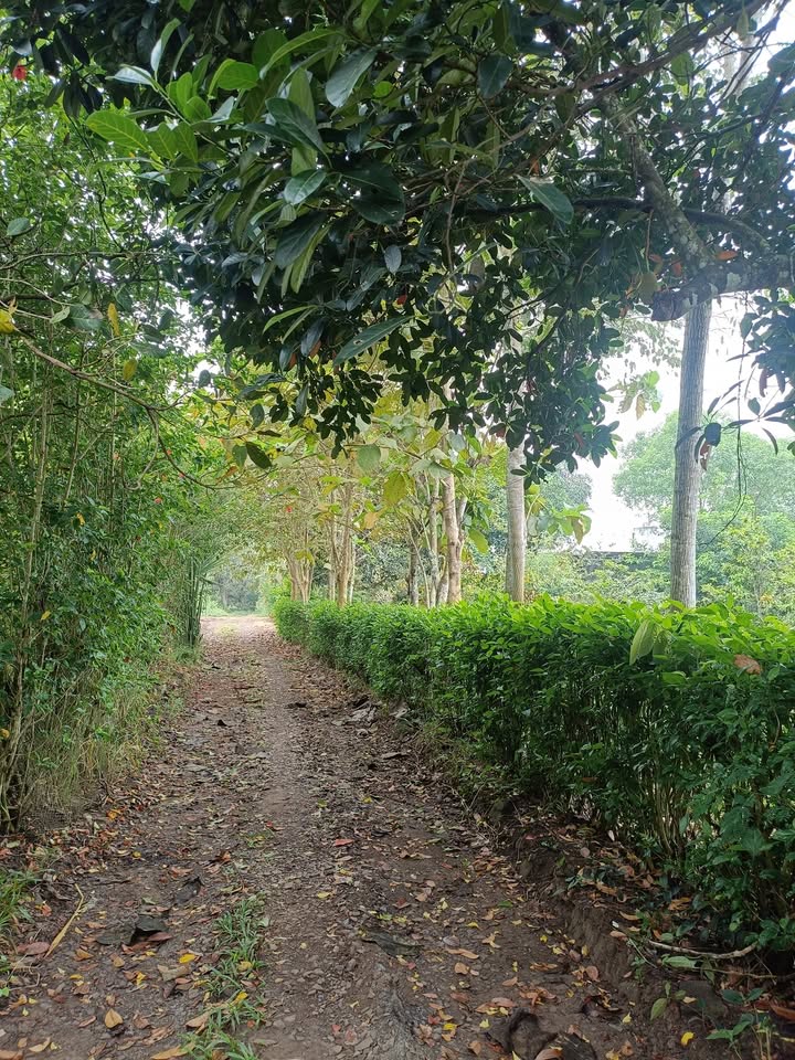 Đất nền xã Ngọc Định, Đồng Nai 1000m² giá 530 triệu - Cơ hội đầu tư tuyệt vời!