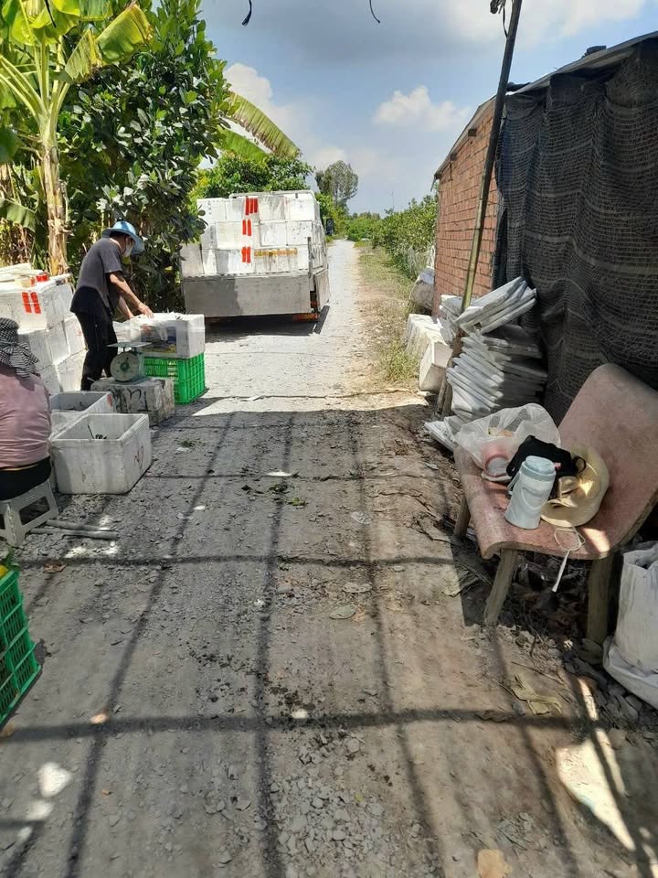 Đất vườn Lấp Vò, Đồng Tháp 6.534m² giá chỉ 1.9 tỷ - Sổ hồng chính chủ!