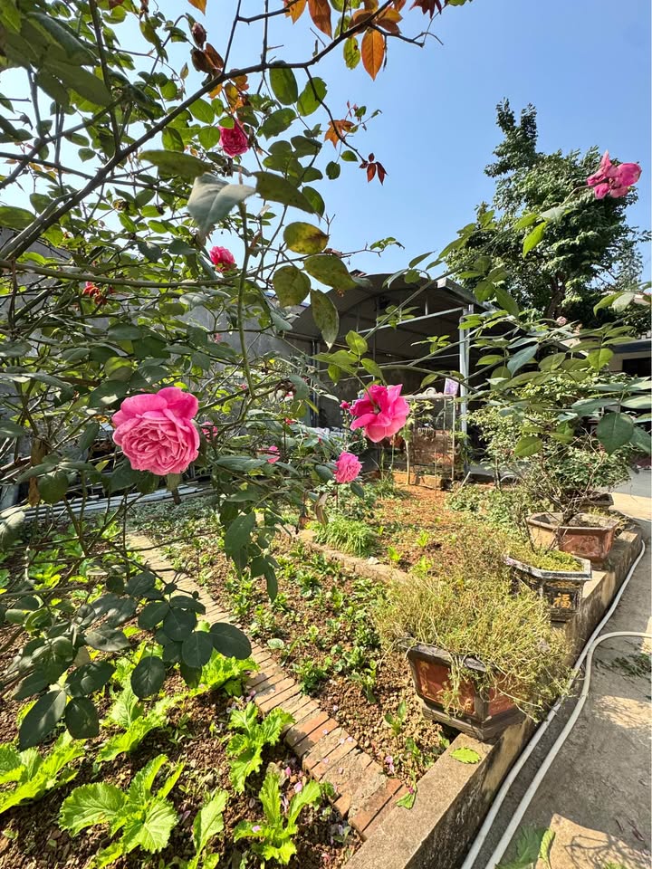 Nhà vườn Duyên Hải Lào Cai 600m² giá 4.2 tỷ - Hướng Đông Nam, sẵn nhà 3 ngủ!