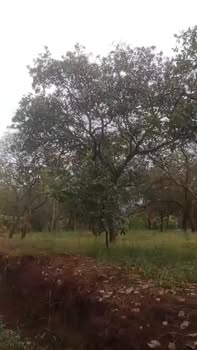 Đất vườn Phước Tân 3ha giá 2 tỷ - Cơ hội đầu tư sinh lời!