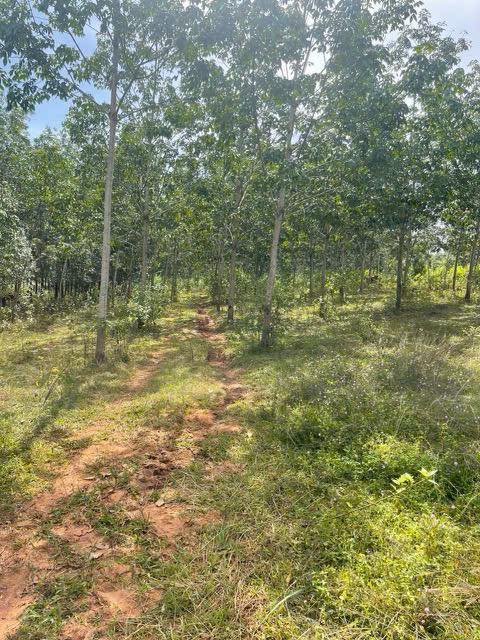 Đất nông nghiệp 85.000m² xã Hòa Bình, Kon Tum - Cây cao su đang phát triển tốt!