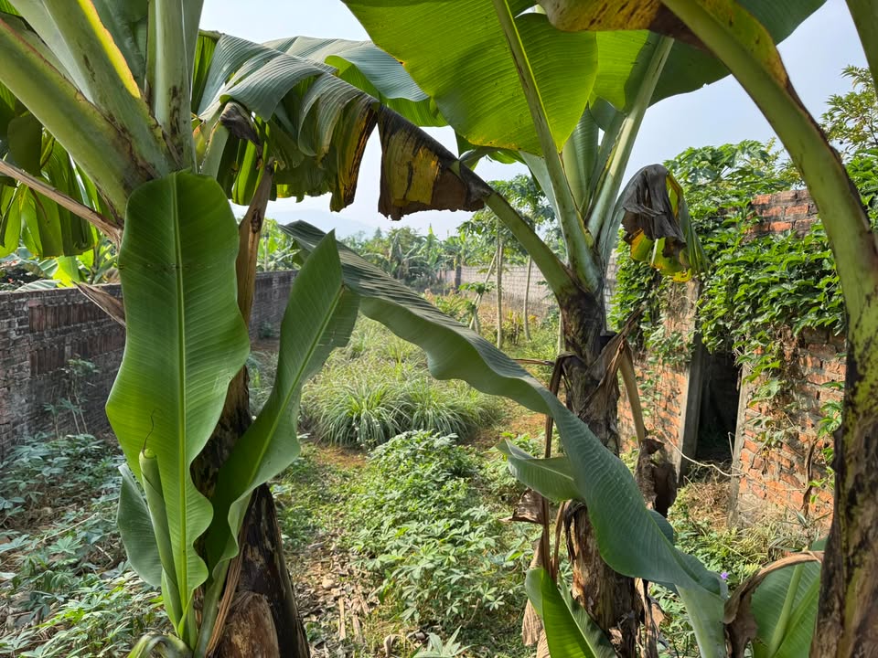 Đất nền Phú Cát Quốc Oai 300m² giá 3 tỷ - Sổ đỏ chính chủ sẵn sàng giao dịch!