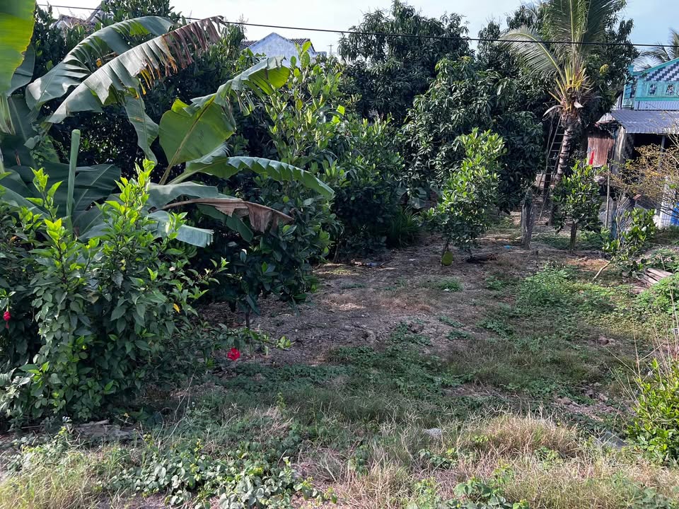 Đất cây lâu năm Tân Thuận, Thanh Bình 616m² giá 2.2 tỷ - Gần Quốc lộ 30!